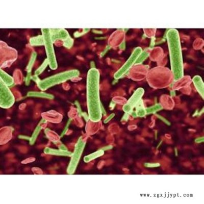 COC1人卵巢癌细胞