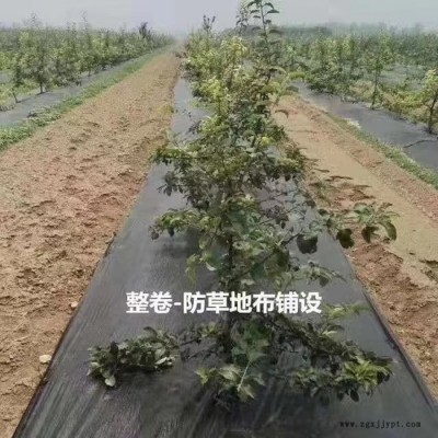 吴川防草布，pp防草布，全新料防草地布，欢迎电话咨询