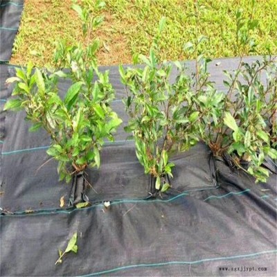育苗栽培除草布-采摘园用防草布 宇润草莓园防草布 葡萄园防草布 苗圃防草专用布