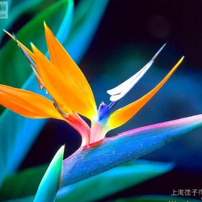 荧光增白剂BA-L