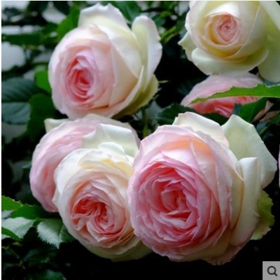 藤本月季苗粉色,龙沙宝石,粉龙月季庭院爬藤植物绿植玫瑰花苗