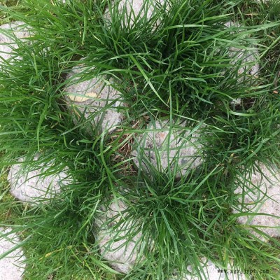 植草地坪施工 山东植草路面 山东停车场地坪 现浇植草地坪 中创华美