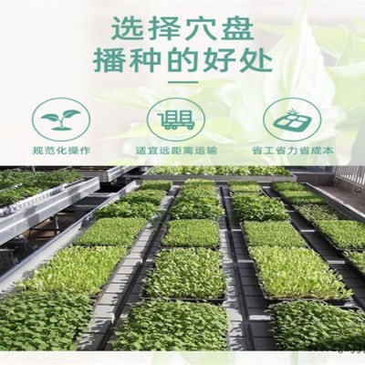草莓育苗盘-河北元庆(在线咨询)-育苗盘